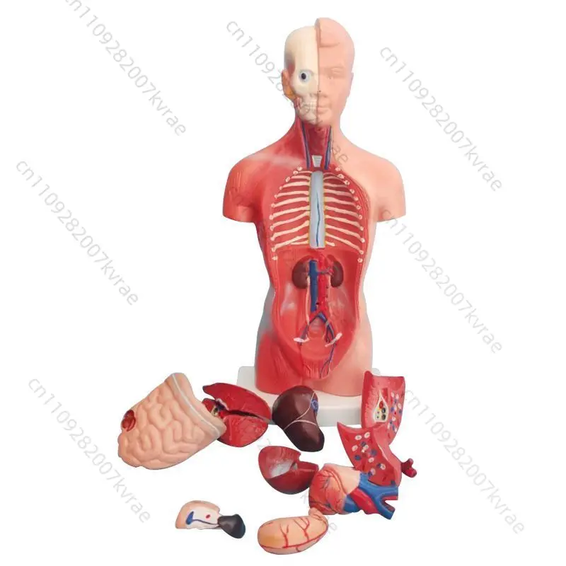Mini Human Torso Silicone Learning Model, Human Organ Science Teaching & Educational Toy