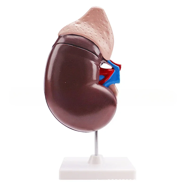 Biology teaching model, renal anatomy model, teaching medical model