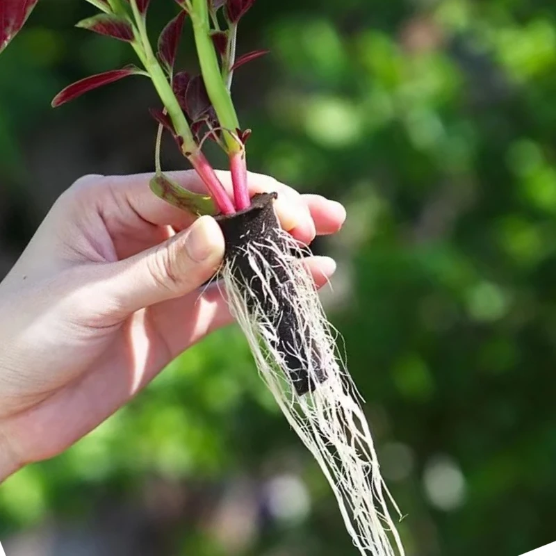 Seed Grow Sponge Seedling Block Hydroponic Substrate Seed Starter Plug Soilless Culture Planting Basket Water Planting Tool