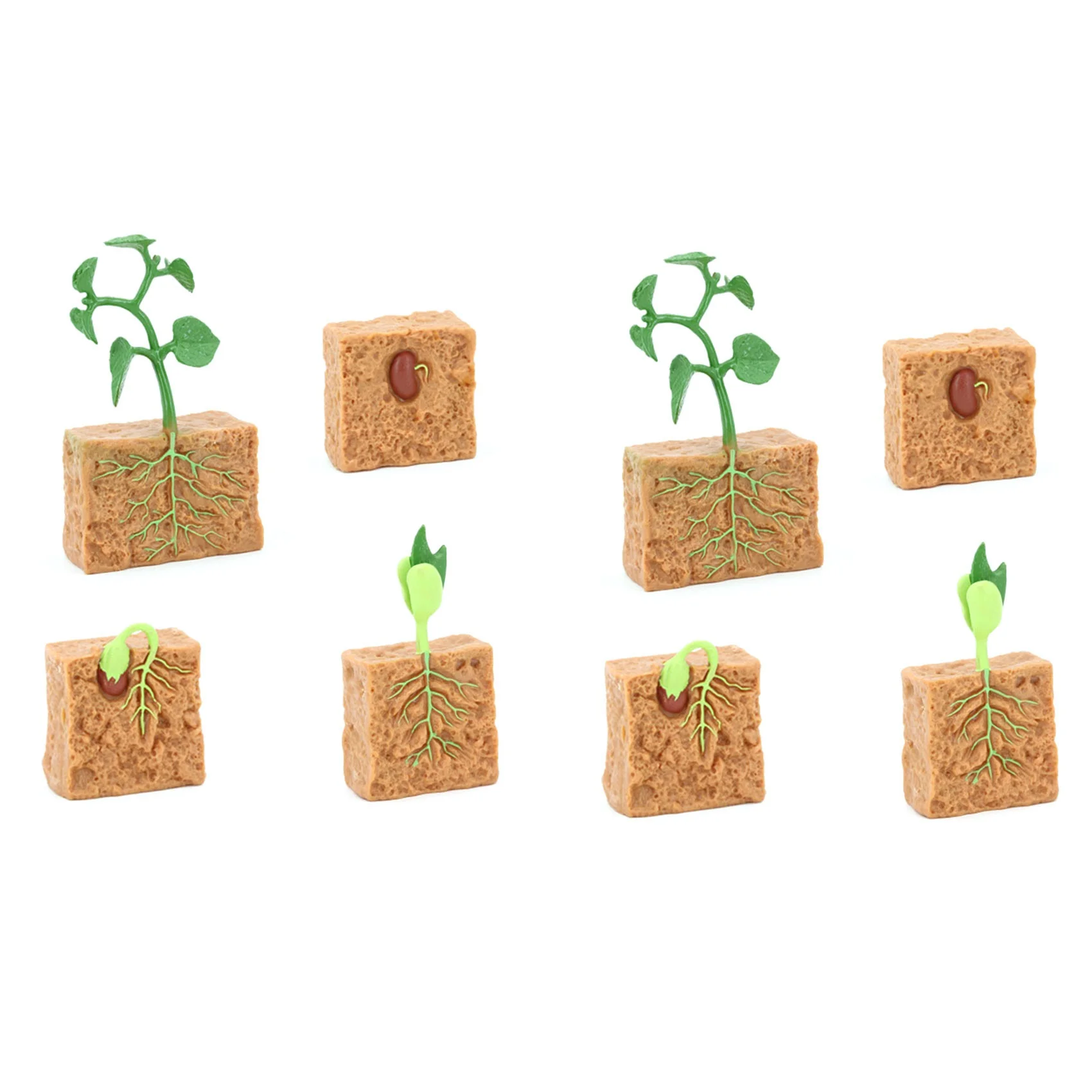 2 Sets Simulation Life Cycle Of Green Bean Plant Growth Cycle Mod Children Biology Science Toy