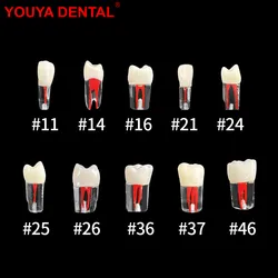 1 шт., Стоматологическая модель Youya для обучения корневому каналу