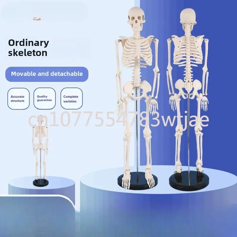 

85cm Human Skeleton Model Skeleton Orthopedics Gym Yoga Display Teaching Sketching
