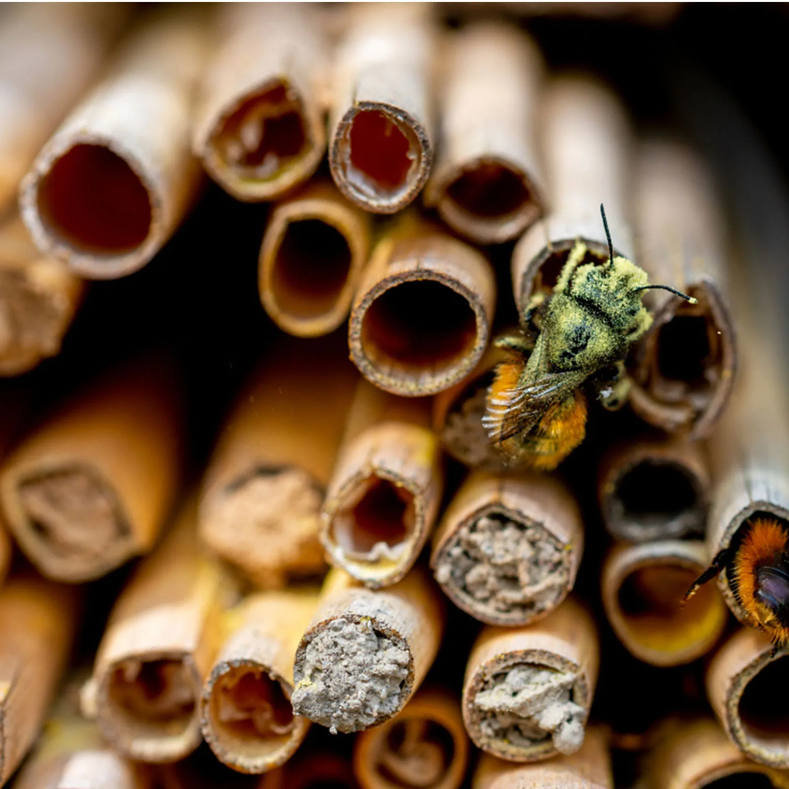 

100pcs Natural Reed Bee Tubes 15cm 0.6-0.8cm Diameter for Bee House Nesting DIY Refill Beekeeping Tools Gardening Supplies