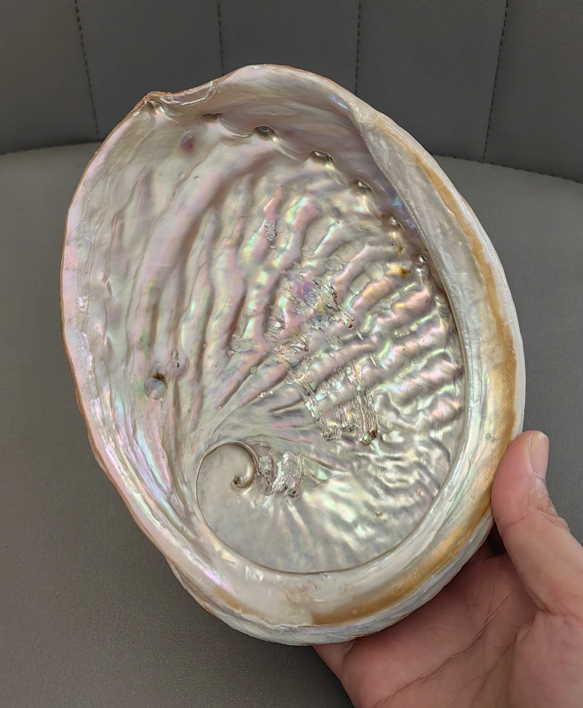 1pcs 16-17cm Natural Conch Shell Spotted Colorful Abalone Shell Fish Tank Landscaping Decorative Ornaments Jewelry Storage