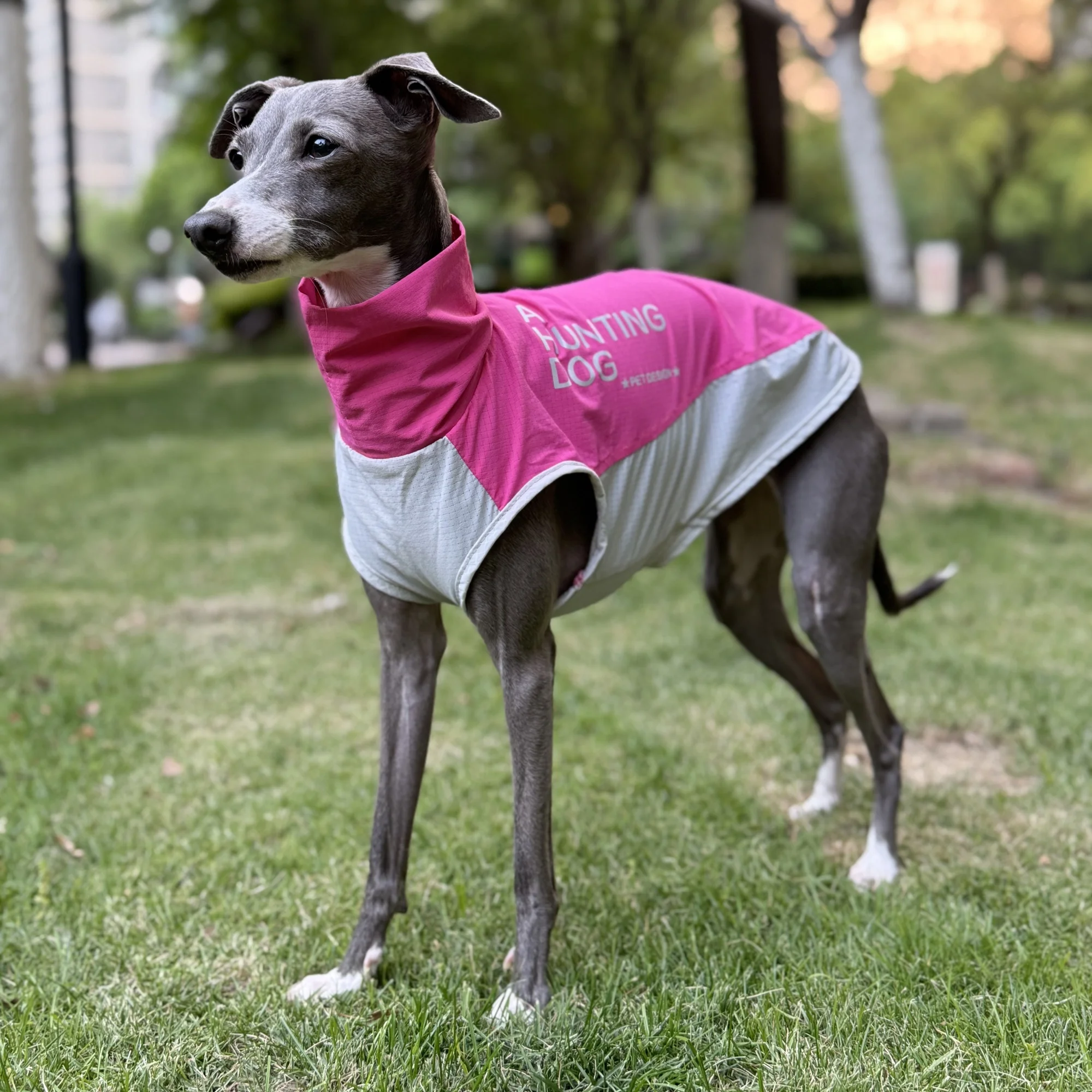 

Летняя дышащая тонкая футболка Sweet Rose Red для уиппета, быстросохнущий солнцезащитный жилет-холодильник для итальянского борзой