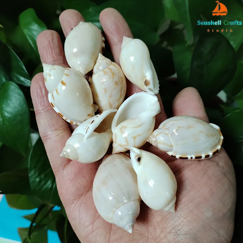 5 PCS Natural Casmaria Erinaceus Sea Shells Pretty Egg Shape Shell For Beach Decoration Collection Specimen Fish Tank Supplies