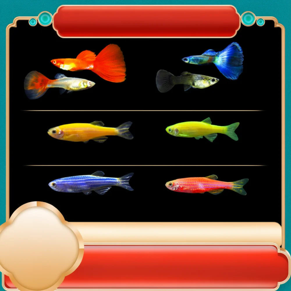 Vibrant Ornamental Zebra Fish - Aquarium Fish Variety 评论和价格