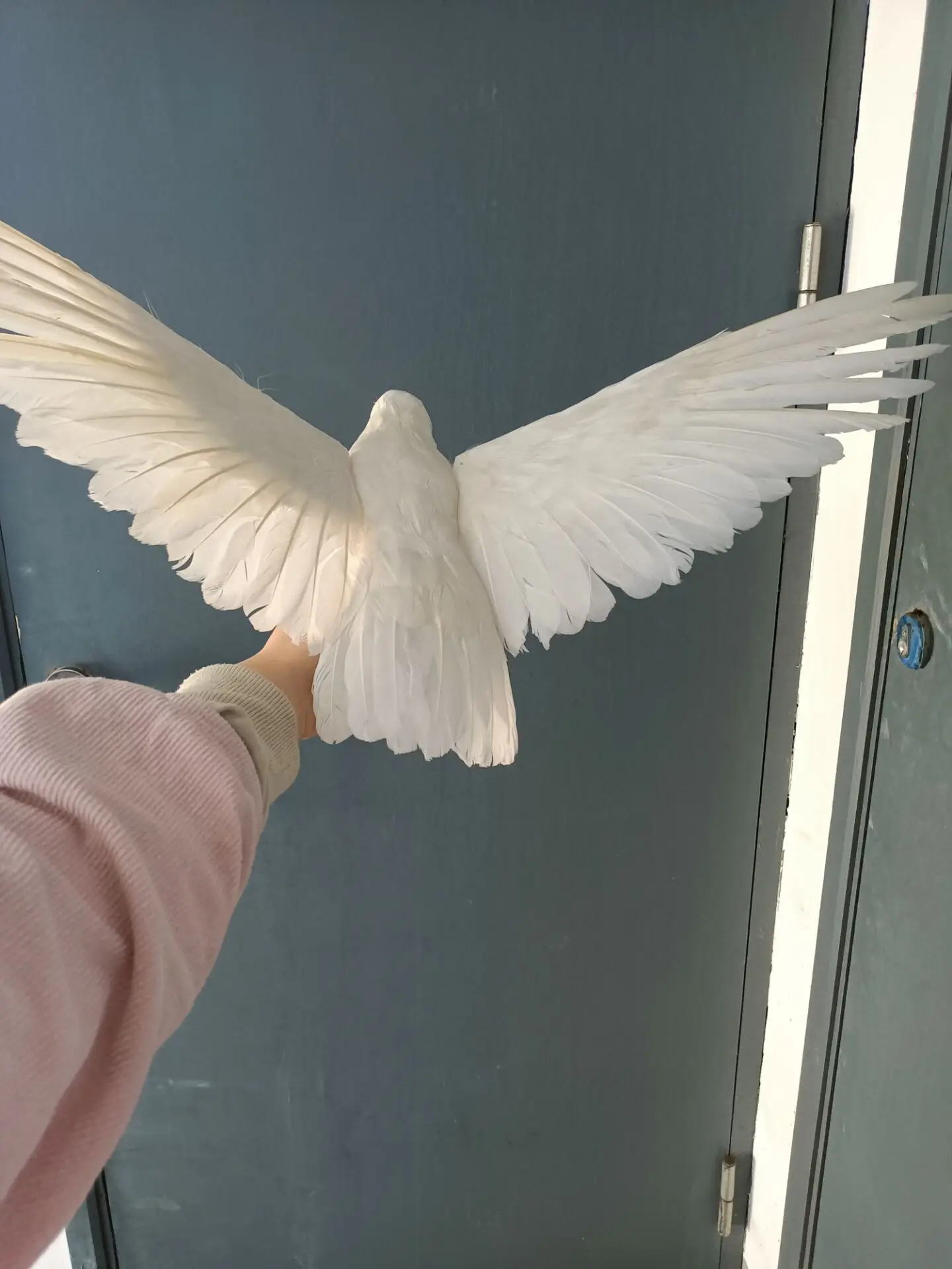 big foam&feather wings simulation dove model home decoration gift about 40x70cm d0507