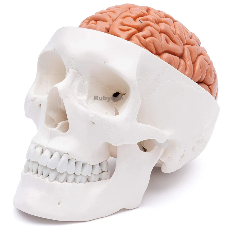 Human Head Skull with Brain Anatomy Model Medical Science Teaching Resources Dropshipping