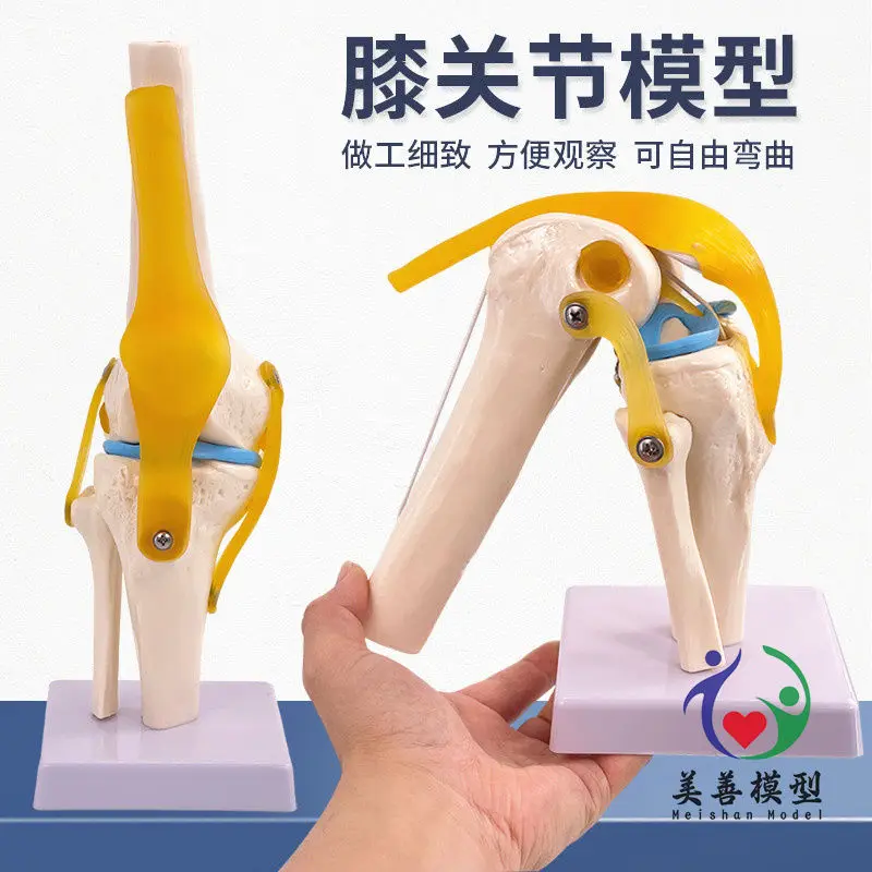 Knee Model with Ligaments Human Skeleton Teaching Exercises Medical Function Display Shoulder and Neck Spine Skeleton Orthopedic