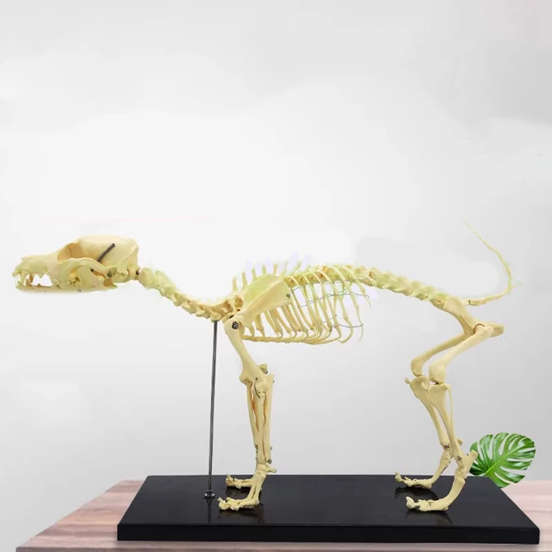 Dog Skeleton Model Dog Anatomy Animal Teaching Model Laboratory Veterinary Teaching Demonstration Tool Easy Install Easy To Use