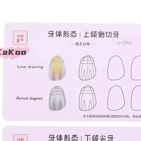 

Стоматологическая композитная доска для практики наполнения, модель шаблона для зубов, восстановление полости, стоматолог, передняя задняя практика, стек из смолы