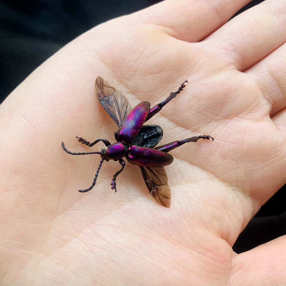 Real Insect Specimen School Educational Teaching Aids Artwork Material Decor -Purple Stem Beetle With Box