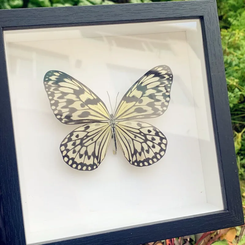 

Real Butterfly Photo Frame Insect Specimen Display Frame Ornament Home Decor Painting Birthday Gift Statues for Decoration