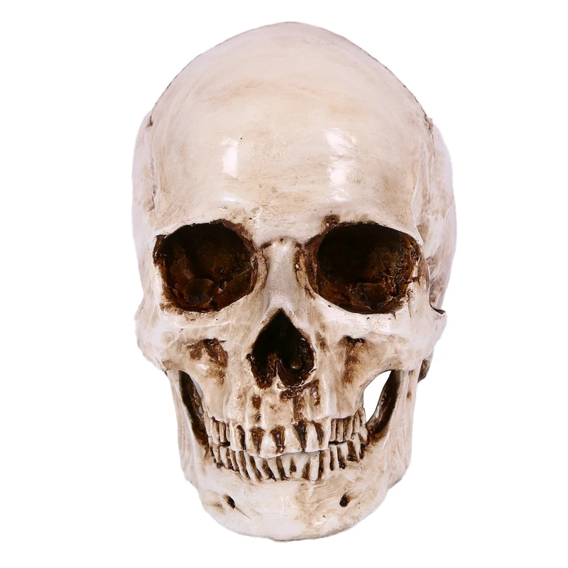 

Skull Decor Prop Skeleton Head 1:1 Model Halloween Style Home Decoration Festival Supplies