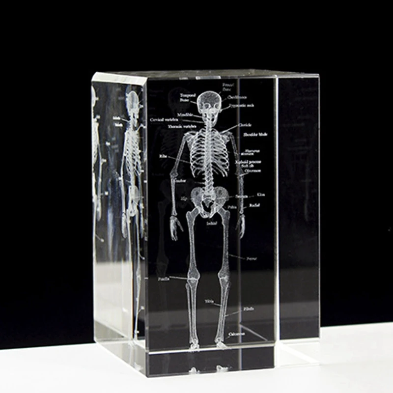 3D Laser Engraved Human Skeletal Crystal Cube Figurines,  Science Gifts, Organ Anatomical Model Paperweight