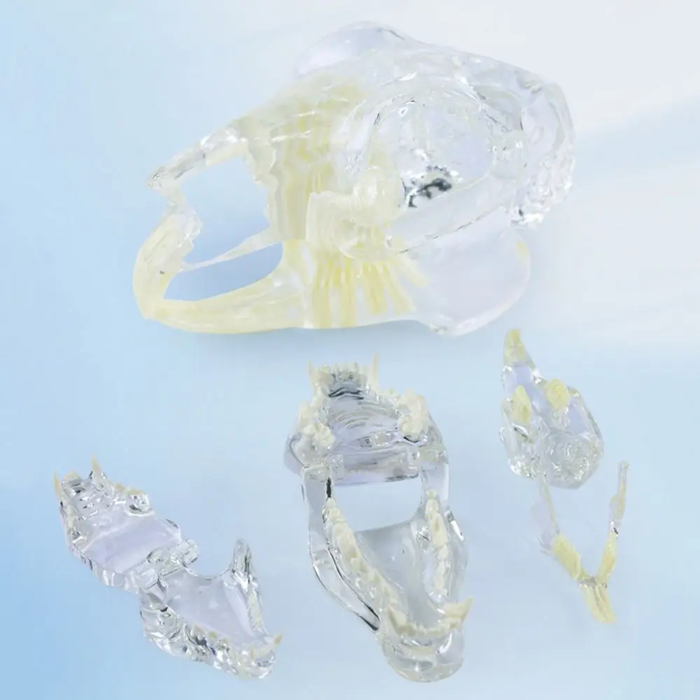 Transparent Dental Animal Resin Teeth Dog Cat Rabbit Removable Dental Teaching Canine Structurally Accurate Durable