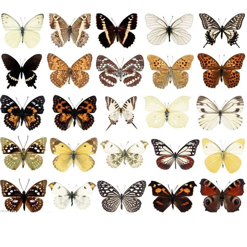 Natural Real Beautiful Butterfly Specimes para Hobbies, DIY Photo Frame, Adesivo de parede moderno, Decoração de casa, 1 Pc, 5 Pcs, 10 Pcs, 20 Pcs, 50Pcs