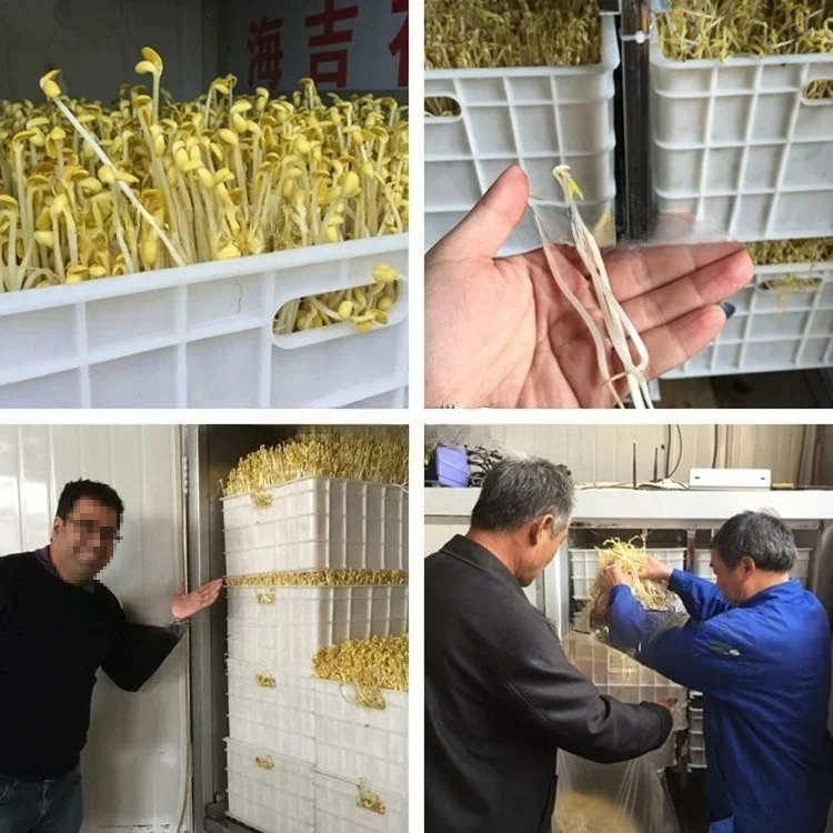 

Automatic Food Farm OEM High Quality Best Price Mung Soybean Germination Sprouting Bean Sprout Growing Machine