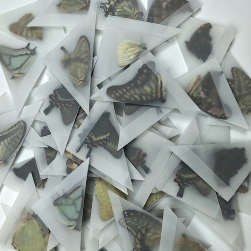 5Pcs Real Butterfly Specimens Without Spreading Wings DIY Practice Making Materials Various Protobutterfly Insects