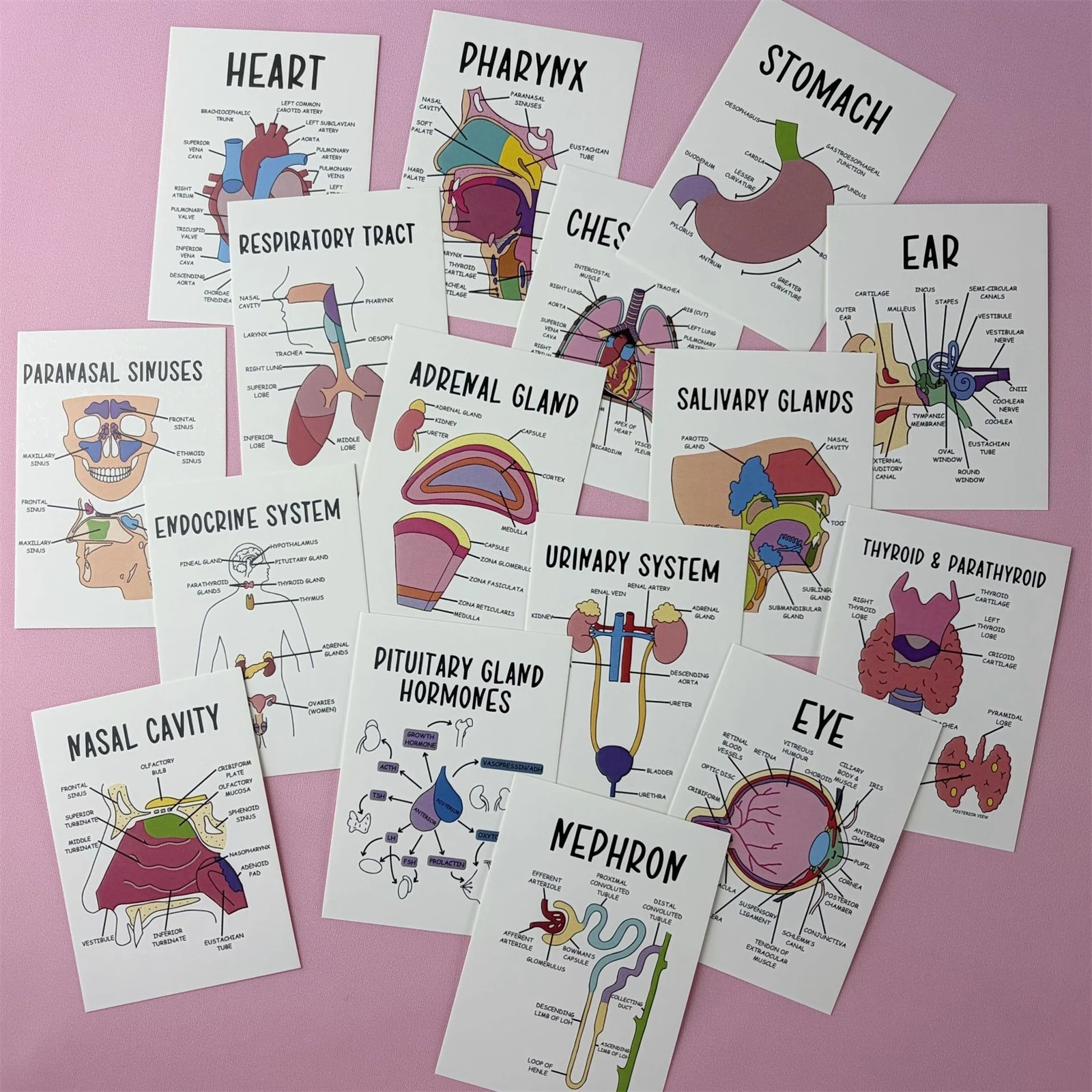Professional Human Organ Flash Cards 30Pcs Educational Study Set for Students Home School Learning Tool Durable Cardstock view 3