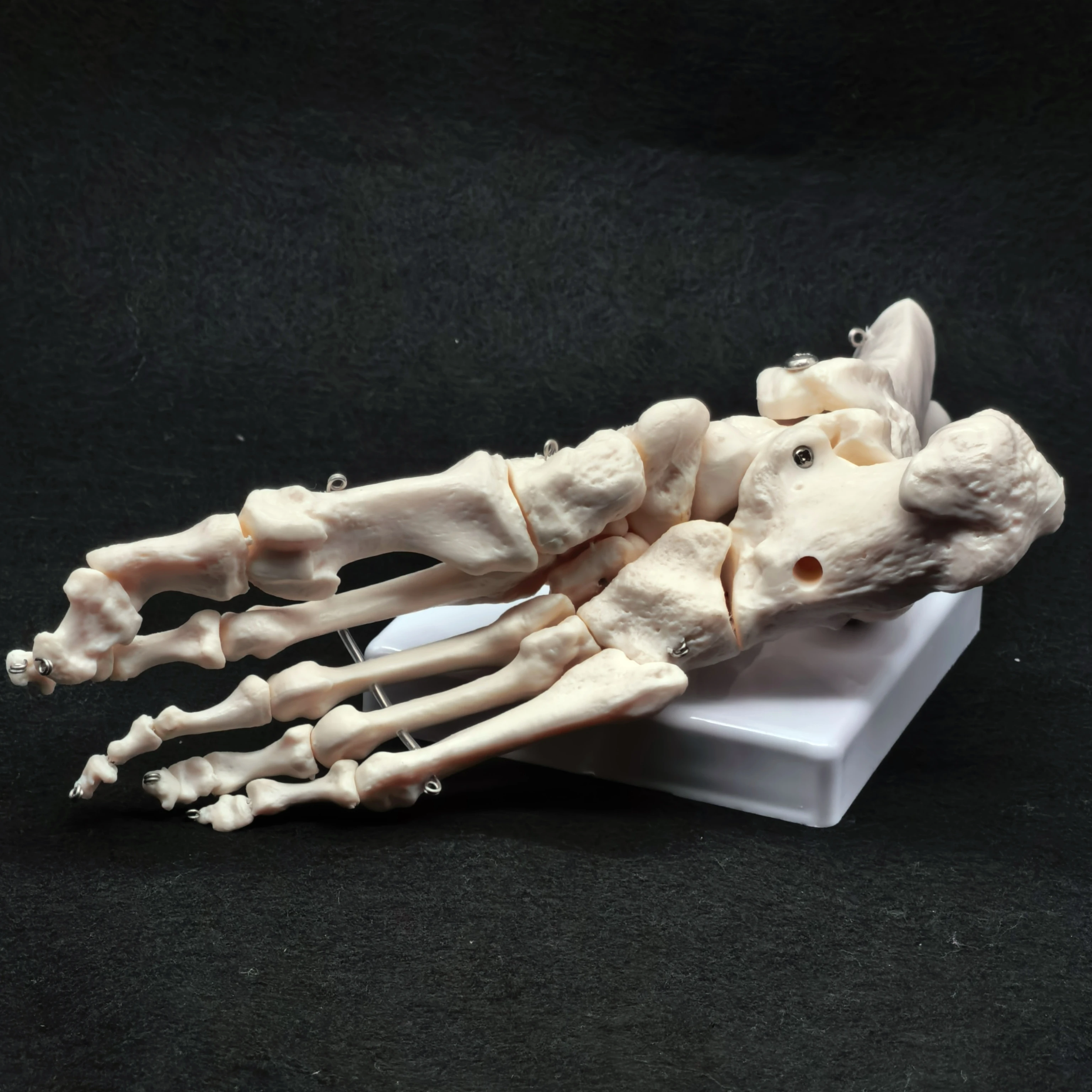 Foot and Ankle Joint Functional Anatomical Skeleton Model Medical Display Teaching School Life Size PVC