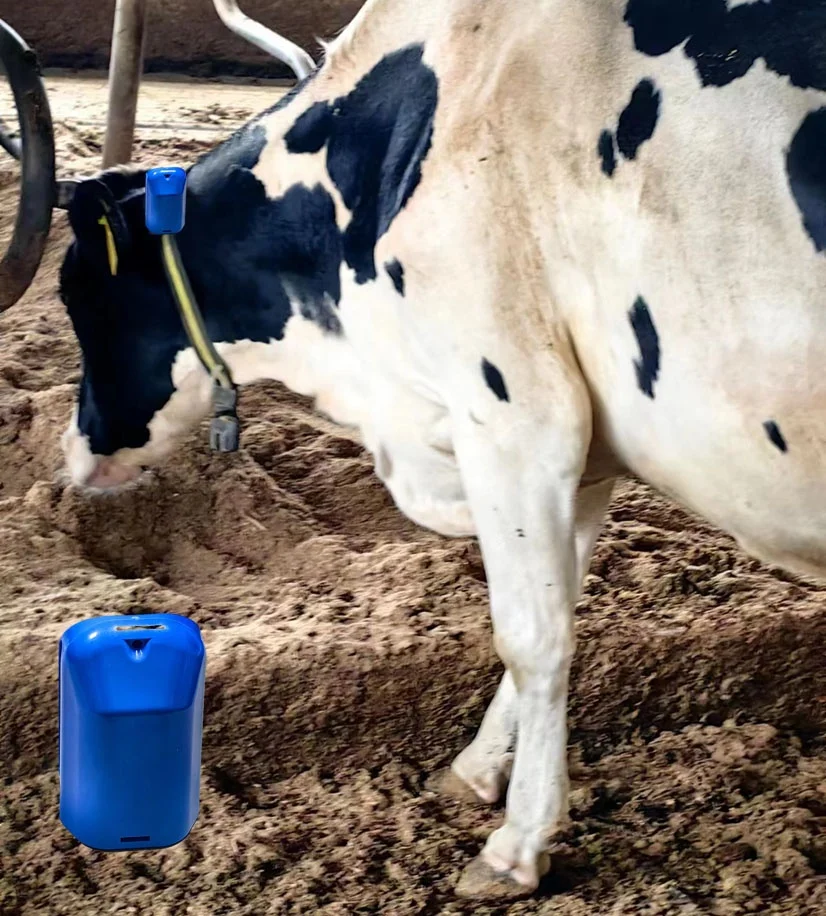 Dairy Cow and Cattle Neck Tags For Active Steps Heat detection Animal Identification Calving alert Rest Well being