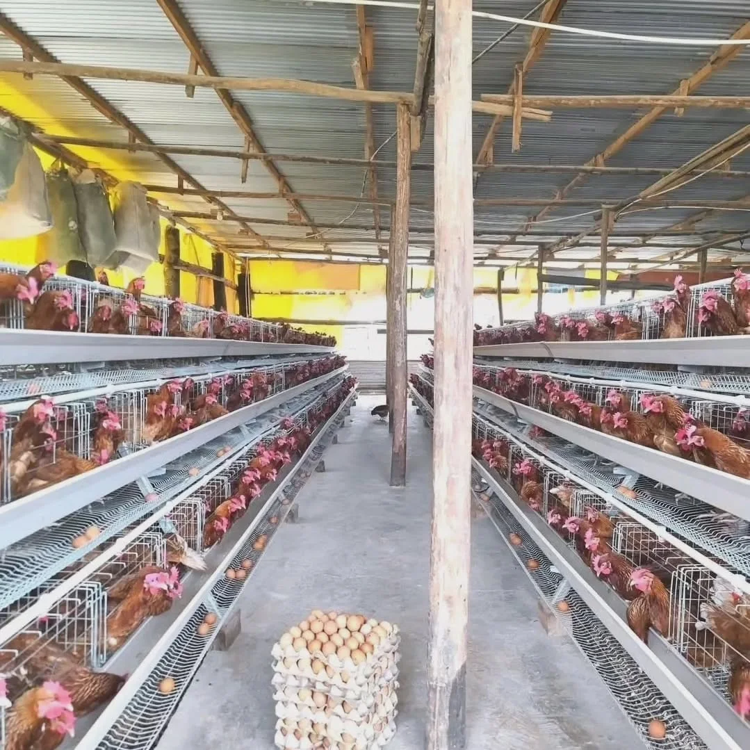 Bestseller 1000 Birds Layer Chicken Cage Anticorrosive Rust Prevention Poultry Battery Coops Farming Equipment for Laying Hens