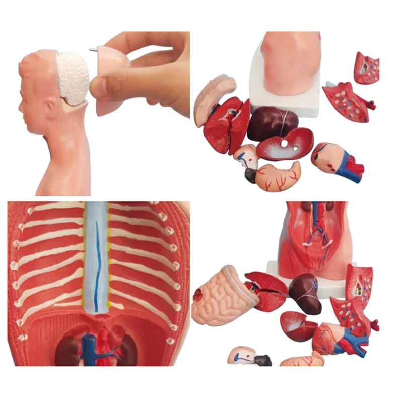 نموذج الجهاز التعليمي للأعضاء البشرية الداخلية ، دمية عارضة أزياء ، 15 أجزاء قابلة للإزالة ، الجذع
