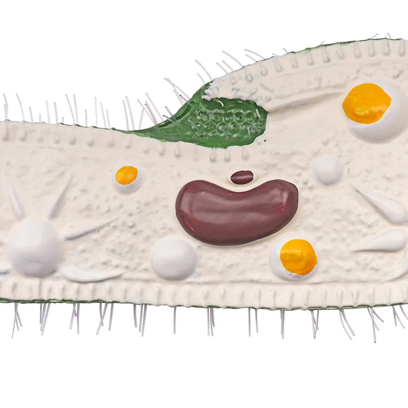 Paramecium model junior and high school biology classroom teaching model research display model