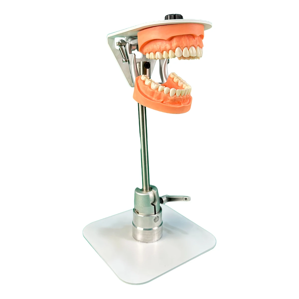 Factory  Dental Head Model/dental Study Model/teach Model Dental Simulation Simplified Head Model