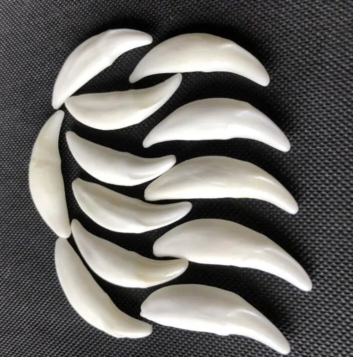 Wholesale 4.5-4.7cm Big Tooth 20Pcs/lot White Real Tibetan Wolf Tooth Teeth Charms Pendant for Bracelet Necklace Jewelry Making