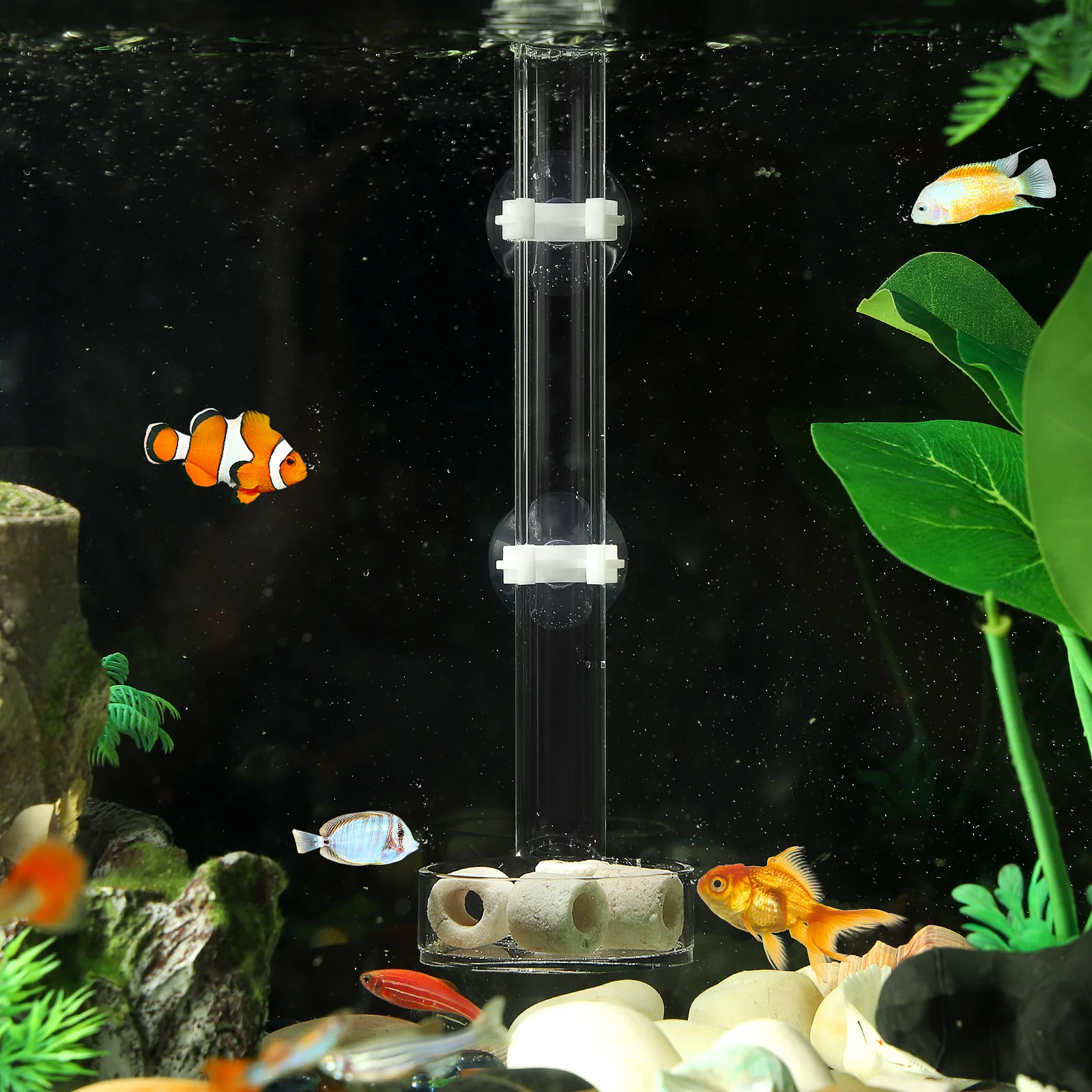 

Feeder Tube Clear Acrylic Feeding Tray For Aquarium Crystal Dwarf Shrimp Feeder Tool Acrylic Shrimp