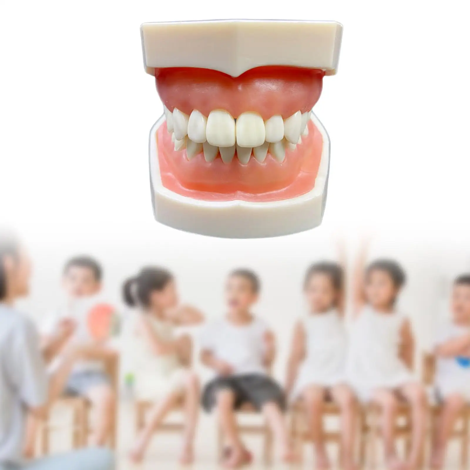 

Tooth Model Multifunctinal Clean Display Study Tooth Teach Practice Model