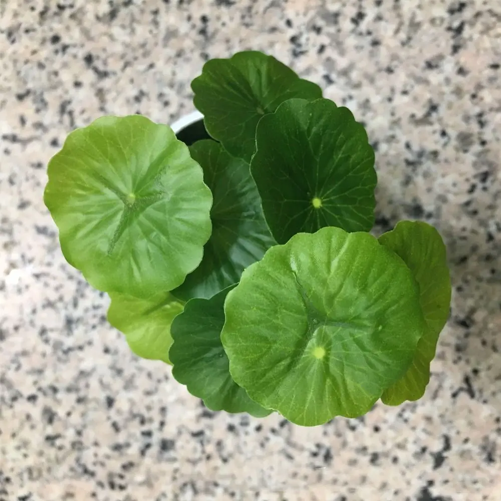 

Green Plant 9 Heads Artificial Lotus Leaf Small Plastic Simulation Money Grass Realistic Elegant Fake Plants Holidays Decoration