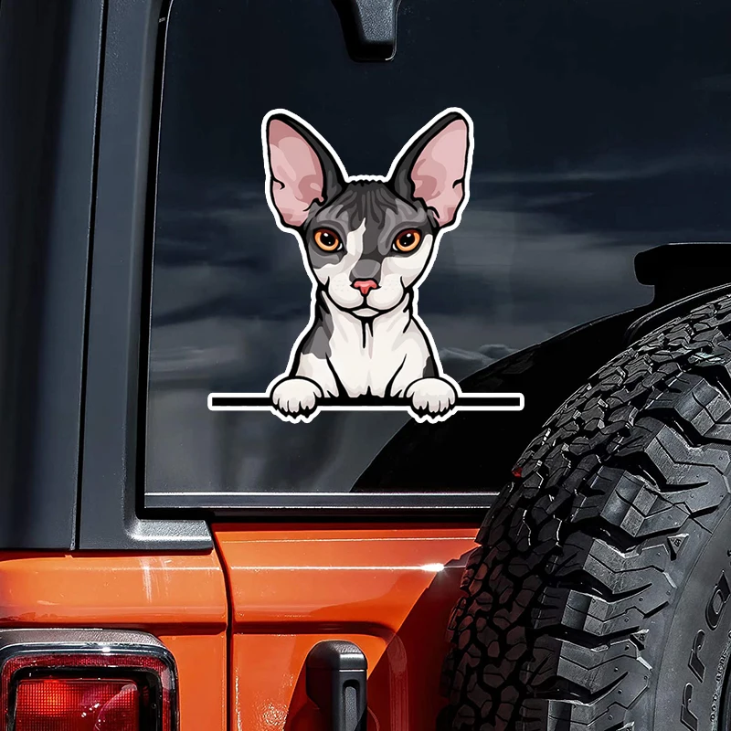 DK83# Sphynx Cat Ca…