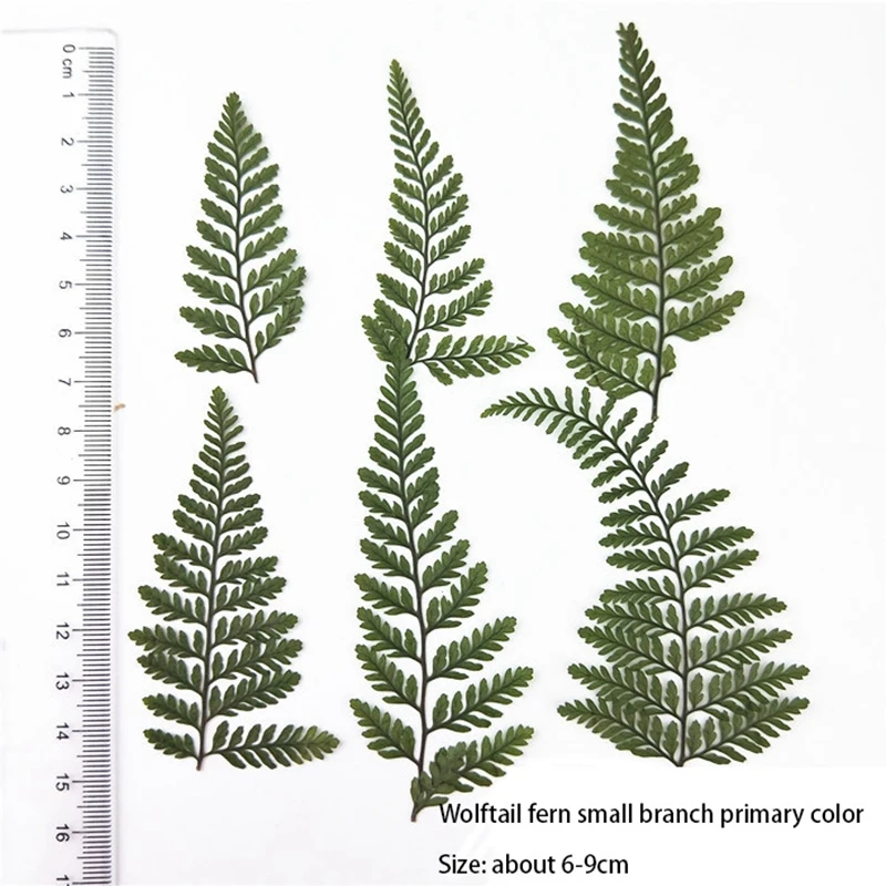 Fern hijau kering, 60 buah pakis Herbarium plastik pakis hijau kering untuk DIY kartu pos perhiasan kartu undangan casing ponsel daun pennistum