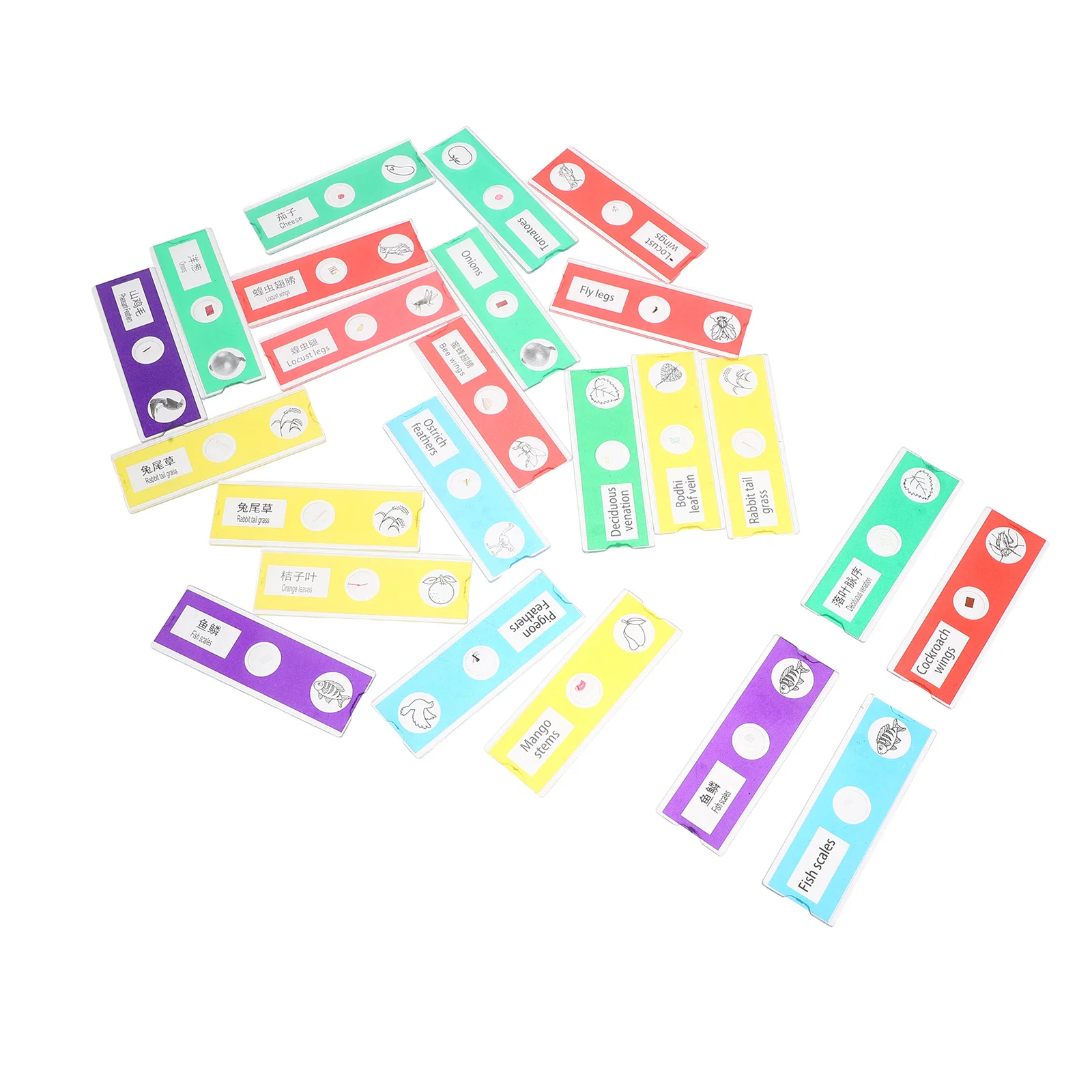 24 قطعة شرائح المجهر المجهزة مجموعة تعليمية العينات البيولوجية الحيوانات الحشرات النباتات الزهور تجربة العلوم #5