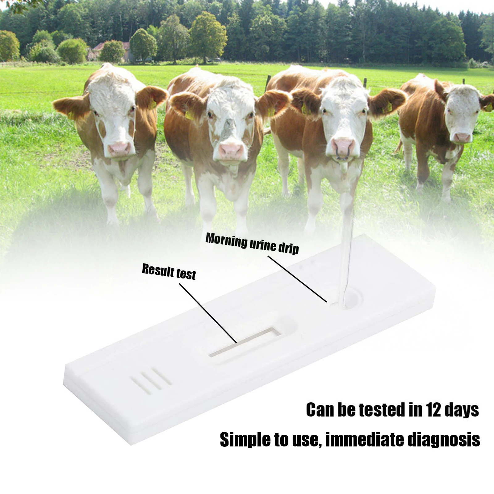 Cow Pregnancy Test Strip, 3 x 0.9 Inch Cow Pregnancy Tester, Pregnancy Test Paper, Animal Husbandry Equipment