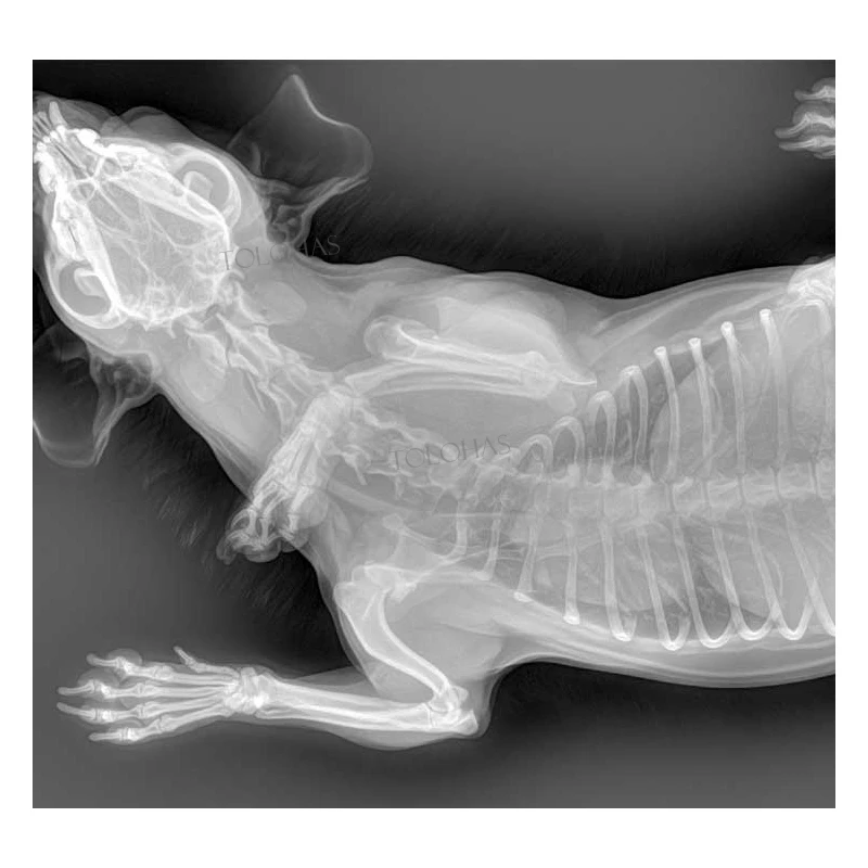 LHWRV80B Veterinaire Digitale Radiologische Beeldvormingssysteem Boerderij Paard Koe Vee Röntgen DR Machine voor Grote Dieren
