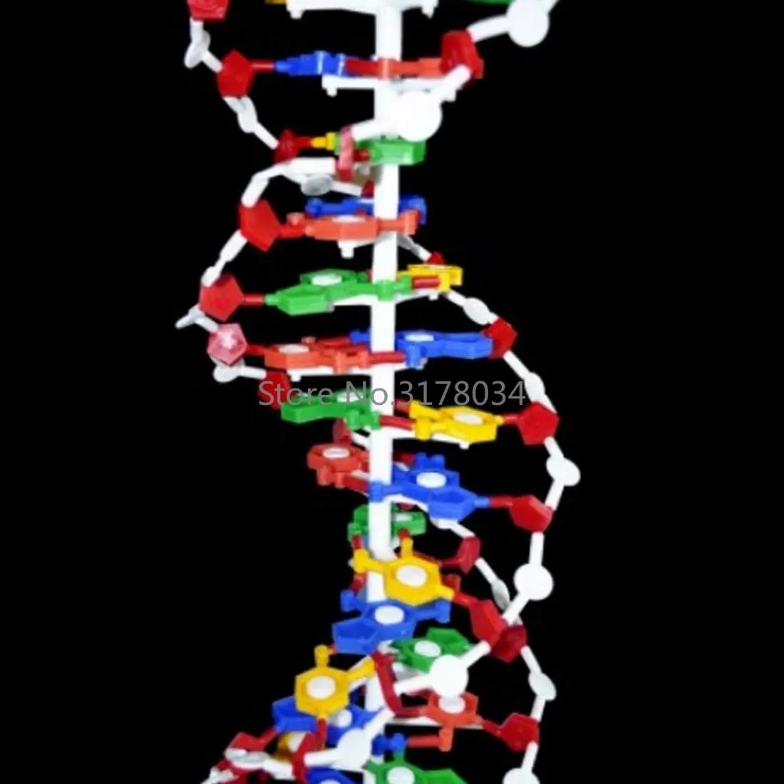 60cm Big Size DNA Model Kit Double Helix Model Components Instrument for Science Education