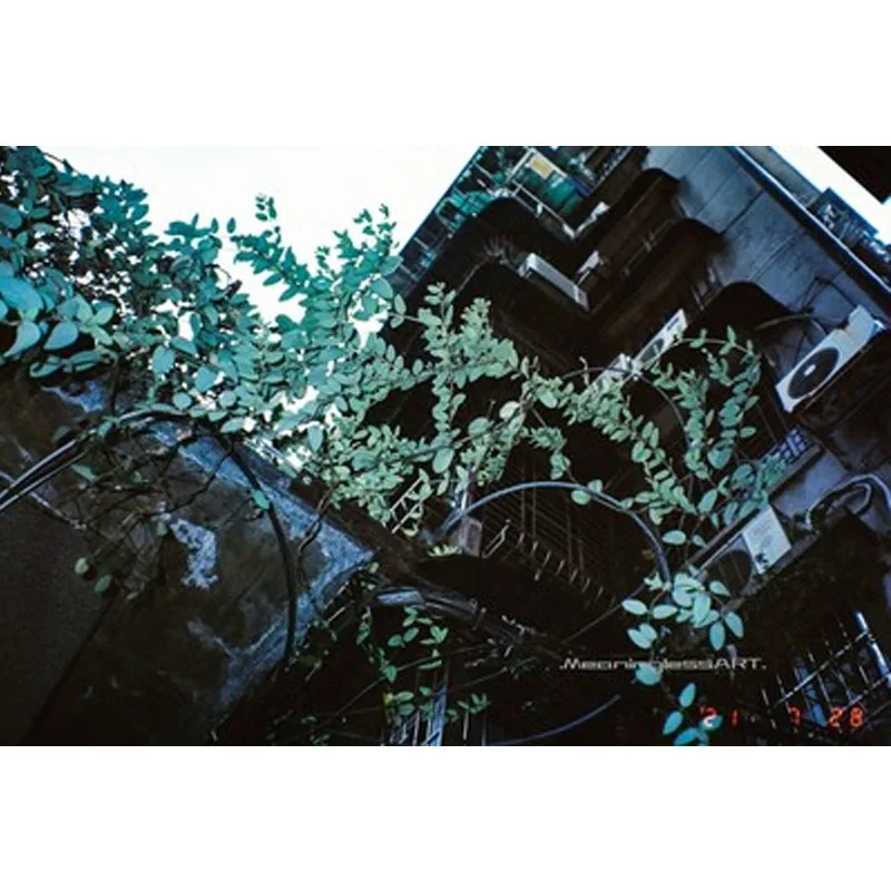 1/2/5/10 Rolls VIBE Max 800 Color Film ISO 800 135 فيلم سلبي 18EXP لكاميرا Kodak VIBE 501F (تاريخ انتهاء الصلاحية: 12.2025)