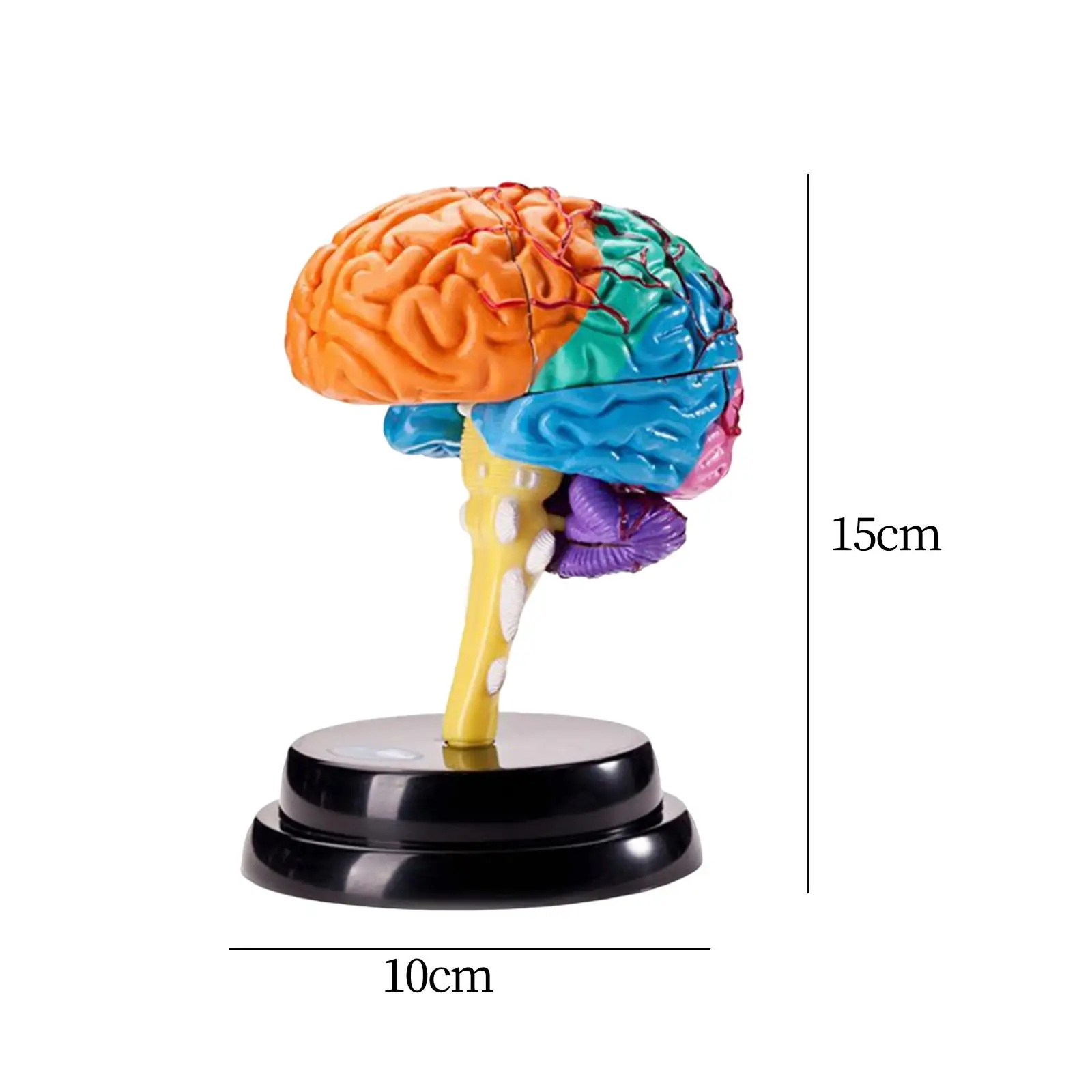 Cérebro modelo humano ferramenta de anatomia funções cerebrais modelo brinquedo educativo modelo anatômico para ensino escolar escritório preciso