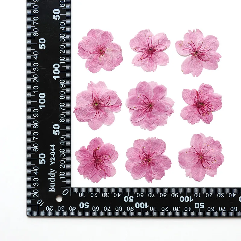 60pcs Pressed Dried Cherry Blossoms Flower Herbarium Jewelry Postcard Bookmark Frame Phone Case Face Makeup Lamp Card DIY