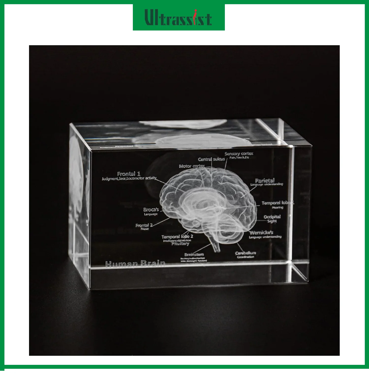Ultrassist 3D Human Brain Crystal Model Laser Etched Anatomical Model Structure Labeled for Neurology Home & Office Decoration