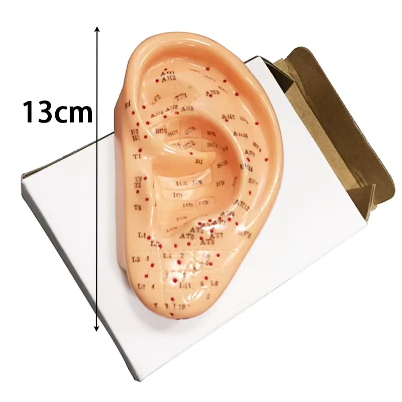 Professional Meridian Acupoint Model for TCM Teaching