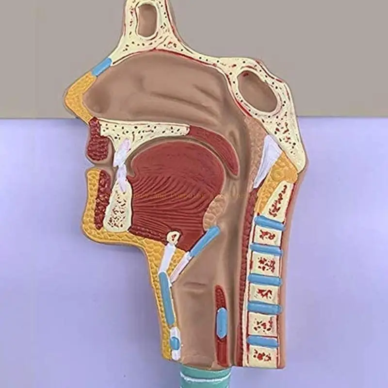 Human Respiratory System Model Shows Respiratory Tract Alveoli Nasal Cavity
