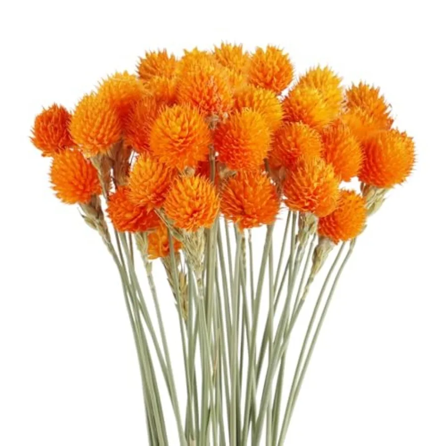 

Dried Globe Amaranth Flower with Wheat Straw Natural - 40PCS Bouquet for Vase Home Decor Party DIY Arrangement