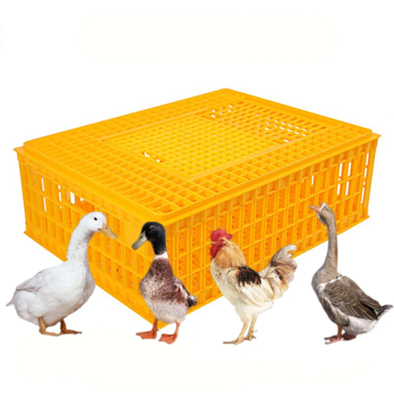 

Best Sale 750x550x270mm Collapsible Plastic Poultry Transport Cage Chicken Coop for Sale Disposable Plastic Containers