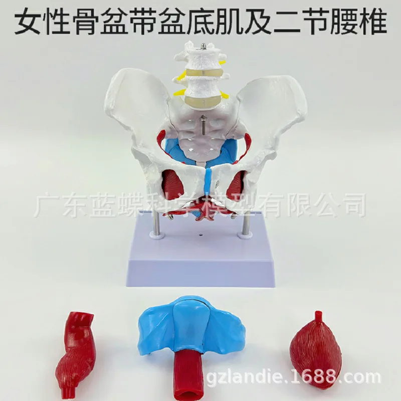 Female Pelvic Belt Pelvic Floor Muscle Model, Female Pelvic Structure, Bladder  Floor Muscle Model, Two Lumbar Vertebrae